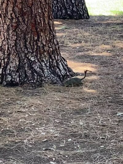 Sunland Recreation Center - Sunland, CA