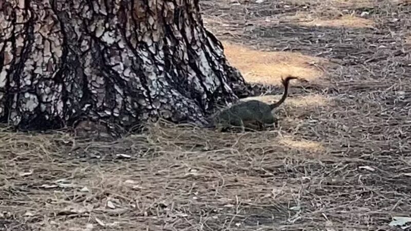 Sunland Recreation Center - Sunland, CA
