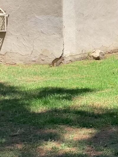 Sunland Recreation Center - Sunland, CA