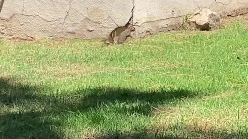 Sunland Recreation Center - Sunland, CA