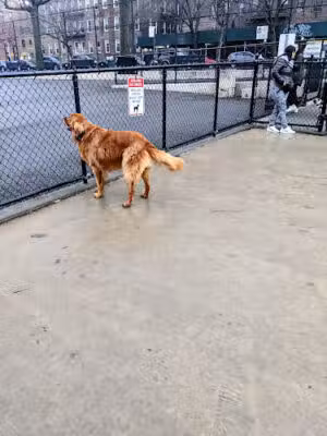 Torsney Dog Run - Sunnyside, NY