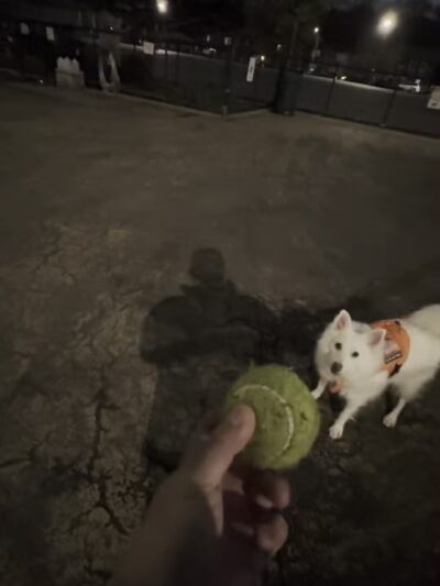 Torsney Dog Run - Sunnyside, NY