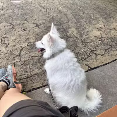 Torsney Dog Run - Sunnyside, NY
