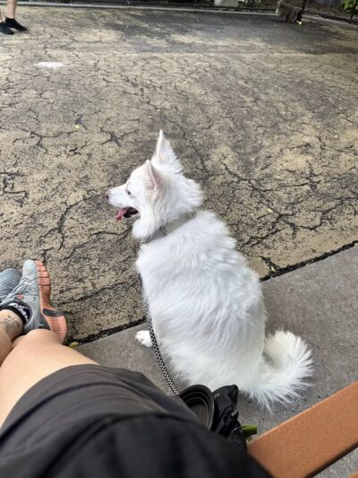 Torsney Dog Run - Sunnyside, NY