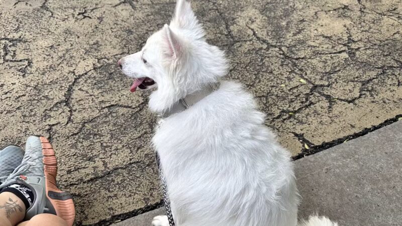 Torsney Dog Run - Sunnyside, NY