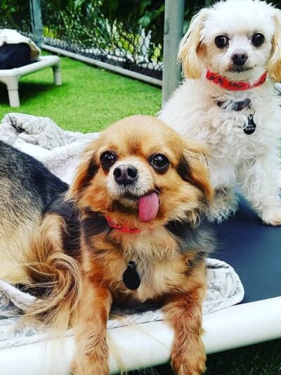 Club K9 Fremont-Sunol - Sunol, CA