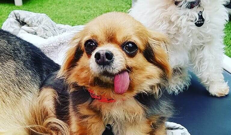 Club K9 Fremont-Sunol - Sunol, CA