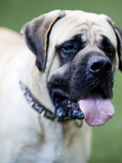 Club K9 Fremont-Sunol - Sunol, CA