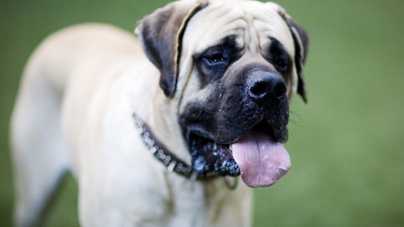 Club K9 Fremont-Sunol - Sunol, CA