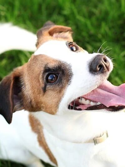 Club K9 Fremont-Sunol - Sunol, CA