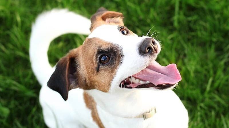 Club K9 Fremont-Sunol - Sunol, CA