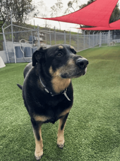 Club K9 Fremont-Sunol - Sunol, CA