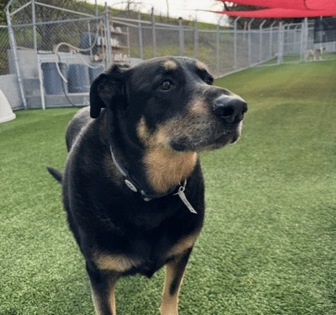 Club K9 Fremont-Sunol - Sunol, CA