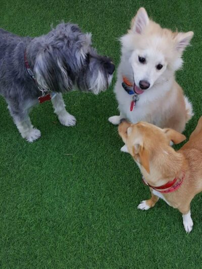 Club K9 Fremont-Sunol - Sunol, CA