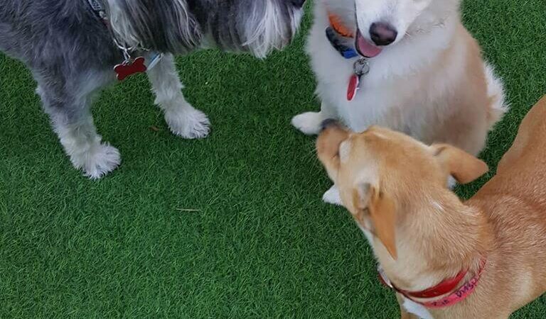 Club K9 Fremont-Sunol - Sunol, CA