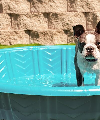 Club K9 Fremont-Sunol - Sunol, CA