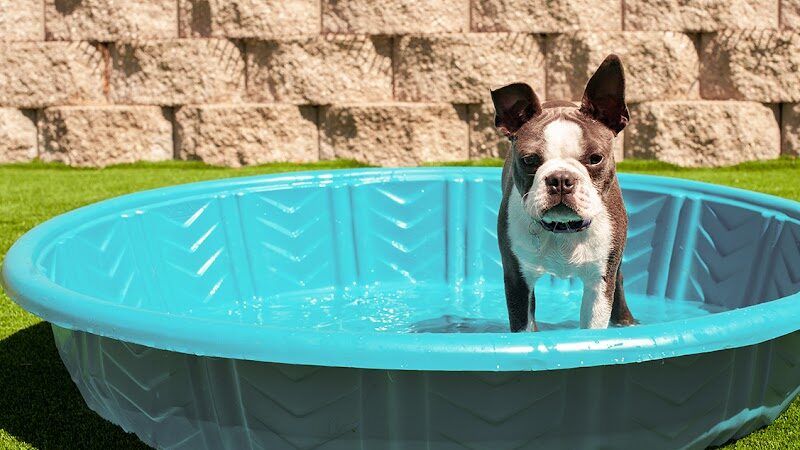 Club K9 Fremont-Sunol - Sunol, CA