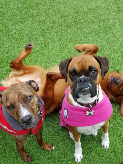 Club K9 Fremont-Sunol - Sunol, CA