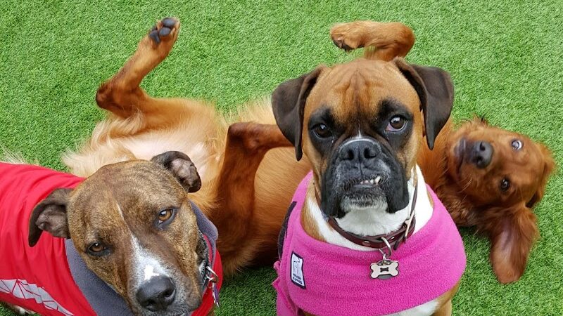 Club K9 Fremont-Sunol - Sunol, CA