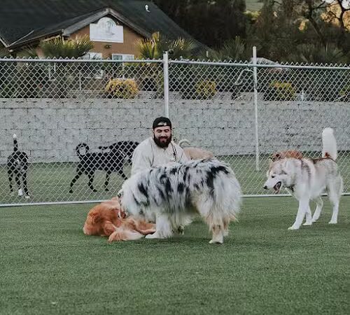 Club K9 Fremont-Sunol - Sunol, CA