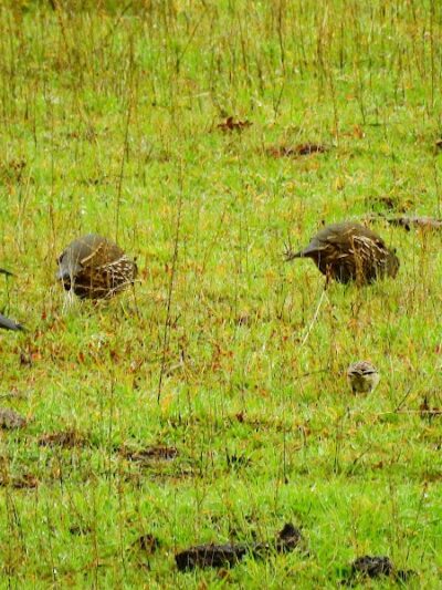 Canyon View Trailhead - Sunol, CA
