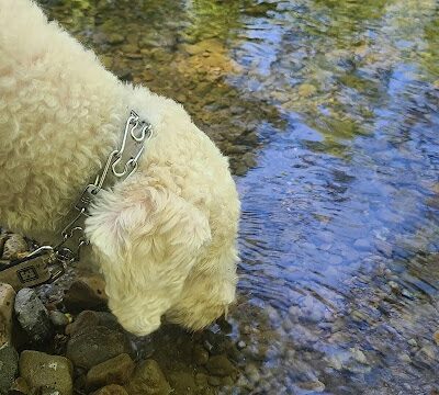 Canyon View Trailhead - Sunol, CA