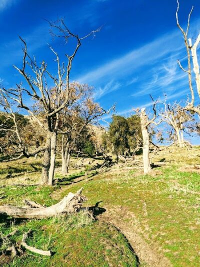 Flag Hill Trail - Sunol, CA