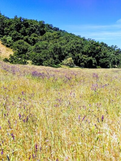 Foothill Staging Area - Sunol, CA