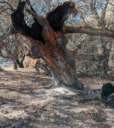 Foothill Staging Area - Sunol, CA