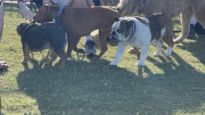 Dog Park - Surprise, AZ