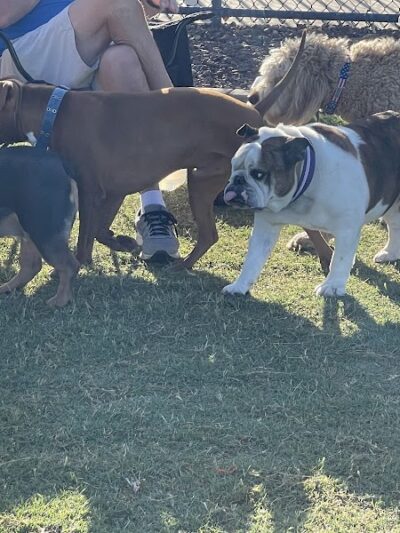 Dog Park