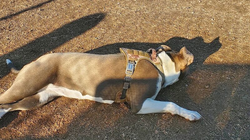 Dog Park - Surprise, AZ