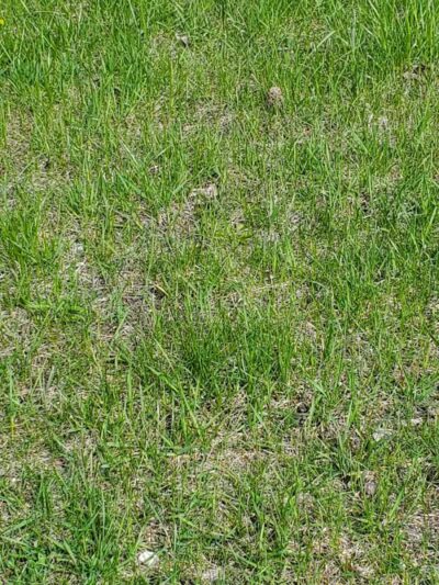 Sutton Park - Suttons Bay,