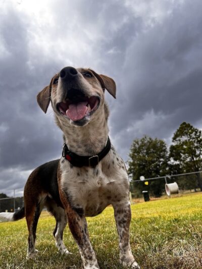 Harmon park - Swainsboro, GA