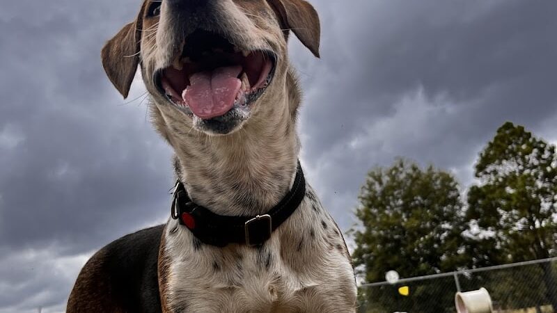 Harmon park - Swainsboro, GA