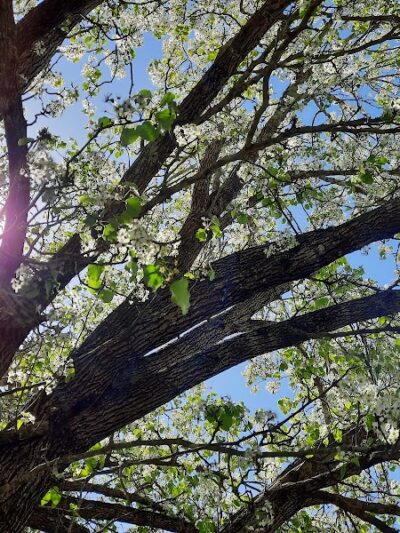 Harmon park - Swainsboro, GA