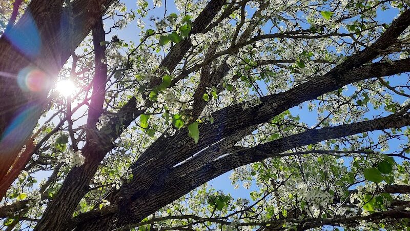 Harmon park - Swainsboro, GA