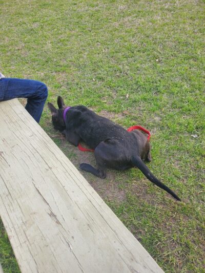 Harmon park - Swainsboro, GA