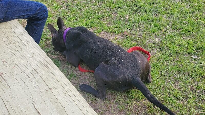 Harmon park - Swainsboro, GA