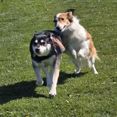 Swartz Creek Dog Park - Swartz Creek, MI
