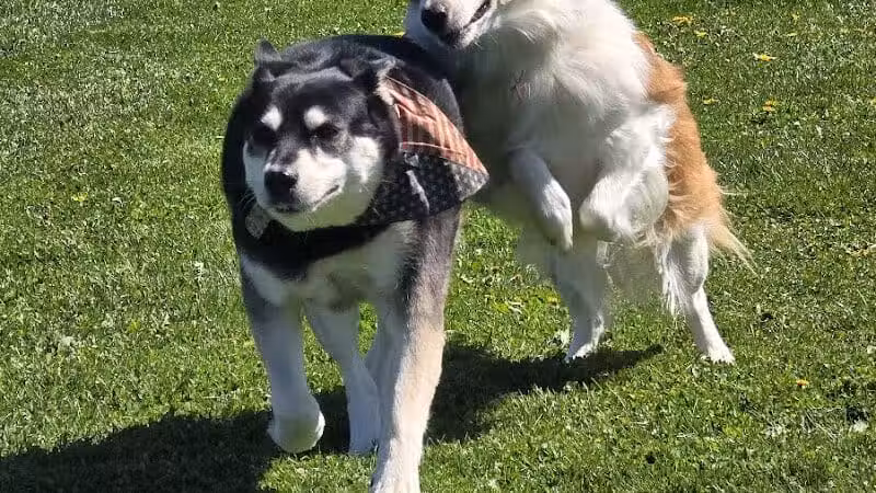 Swartz Creek Dog Park - Swartz Creek, MI