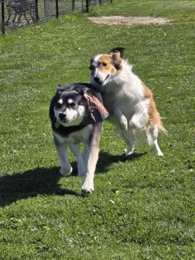 Swartz Creek Dog Park - Swartz Creek, MI