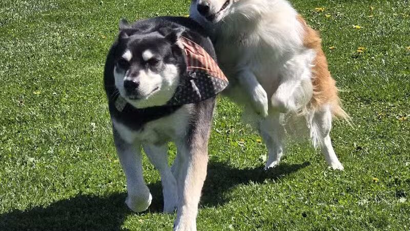 Swartz Creek Dog Park - Swartz Creek, MI