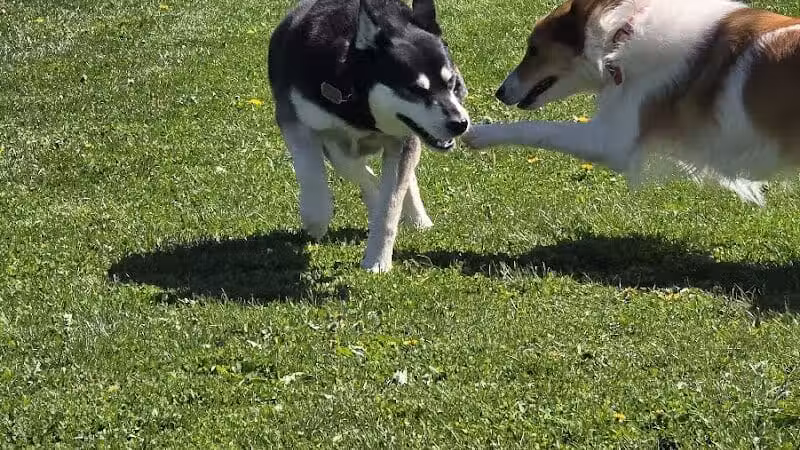 Swartz Creek Dog Park - Swartz Creek, MI