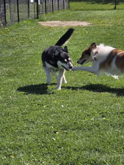Swartz Creek Dog Park - Swartz Creek, MI