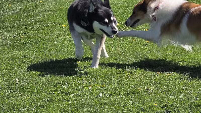 Swartz Creek Dog Park - Swartz Creek, MI