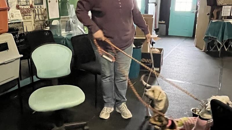 Pawsitive K9 Solutions - Colorado - Swink, CO