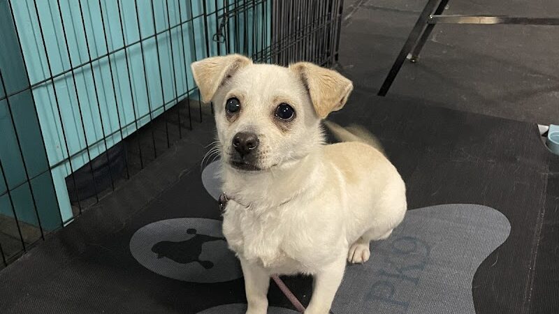 Pawsitive K9 Solutions - Colorado - Swink, CO