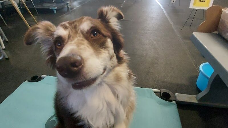 Pawsitive K9 Solutions - Colorado - Swink, CO