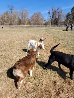 South Carroll Dog Park - Sykesville, MD